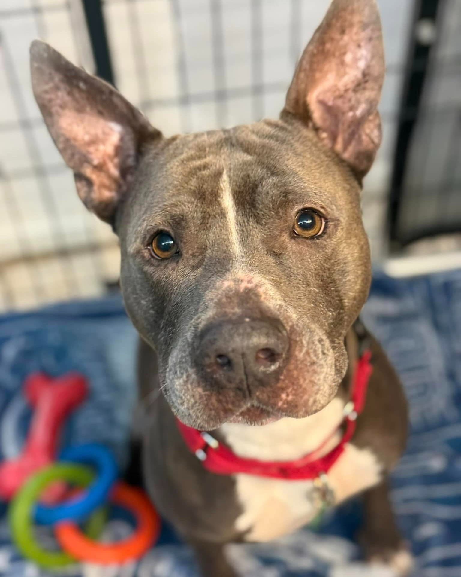 Onyx - Pit Bull Terrier