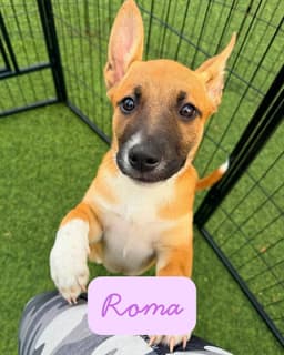 Roma image 2
