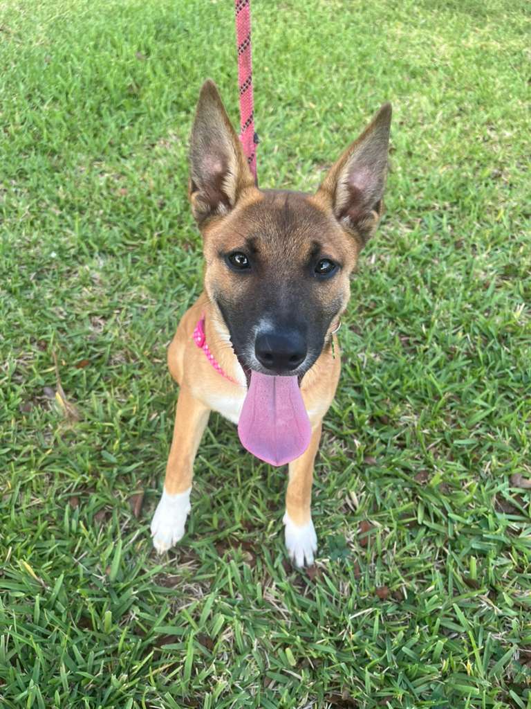Roma - German Shepherd Dog