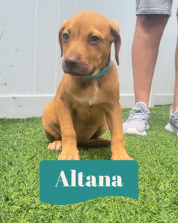 Isabella Pup - Altana image 1