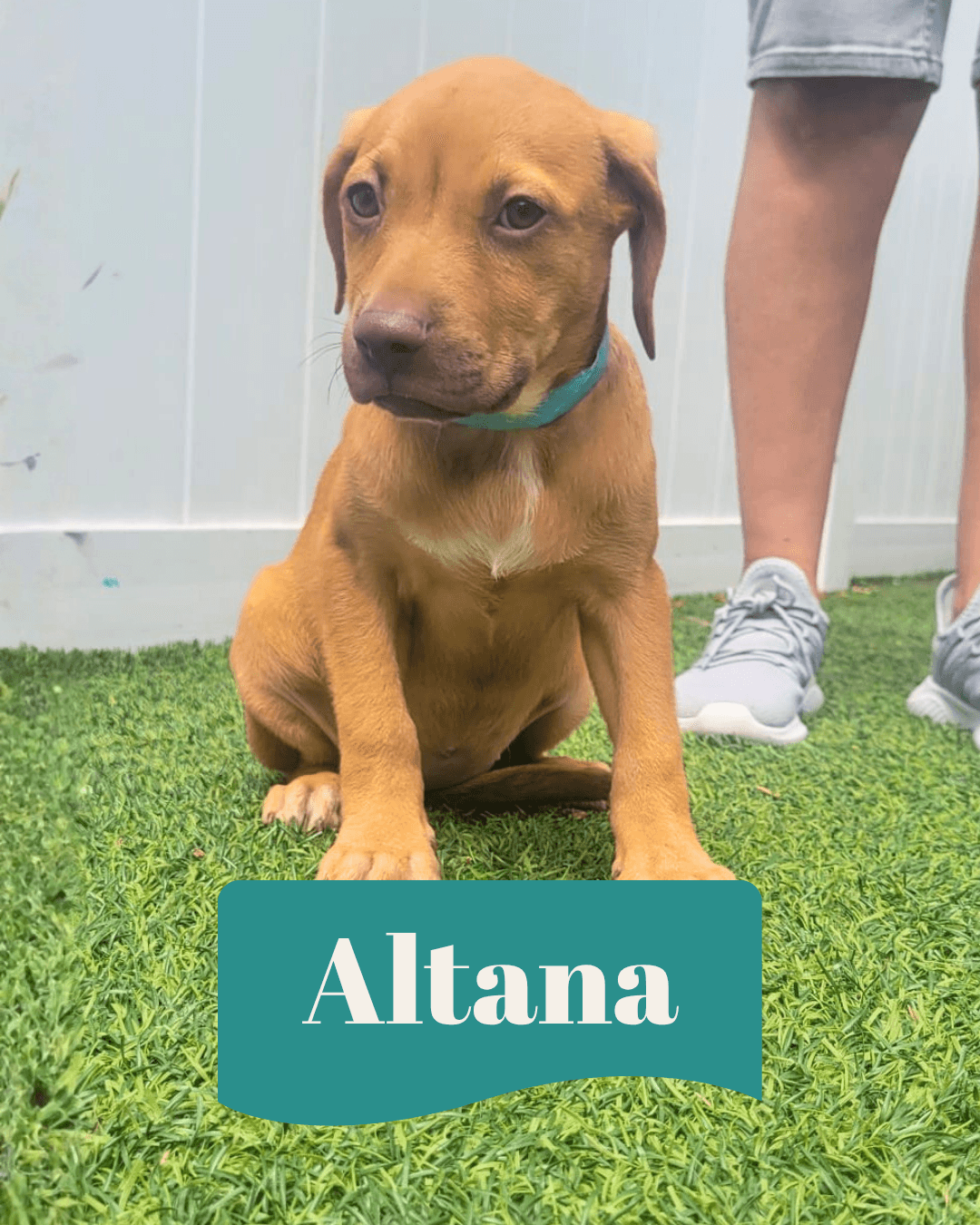 Isabella Pup - Altana - Dachshund