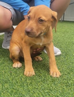 Isabella Pup - Altana image 2