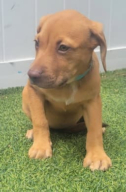 Isabella Pup - Altana image 3