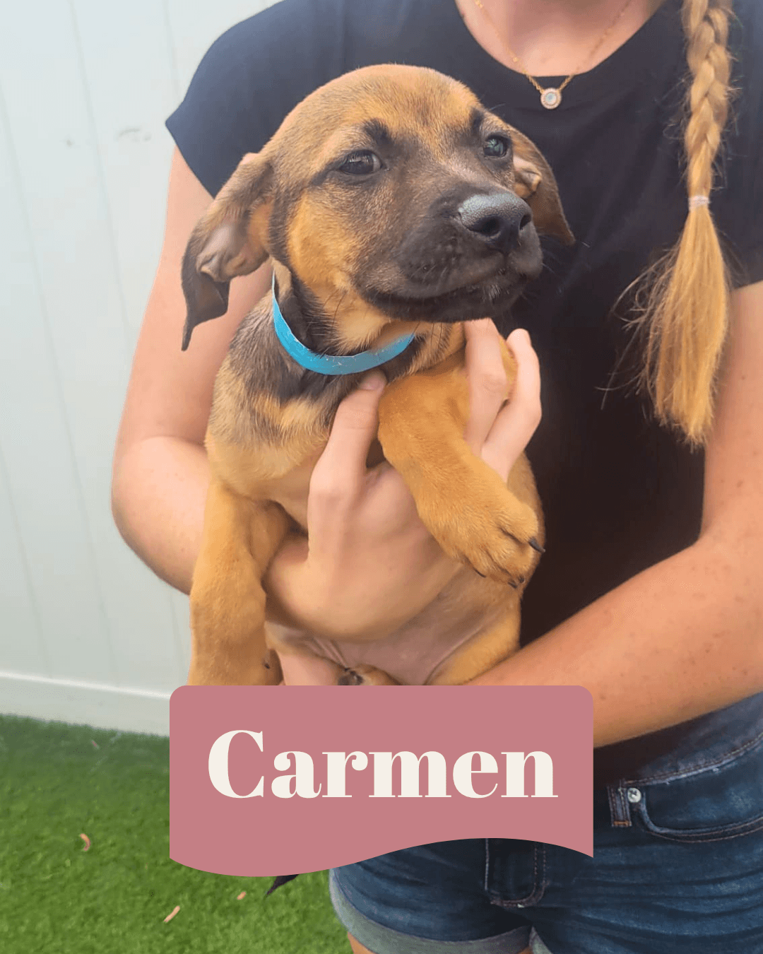 Isabella Pup - Carmen - Dachshund