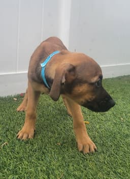 Isabella Pup - Carmen image 4