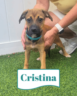 Isabella Pup - Cristina image 1