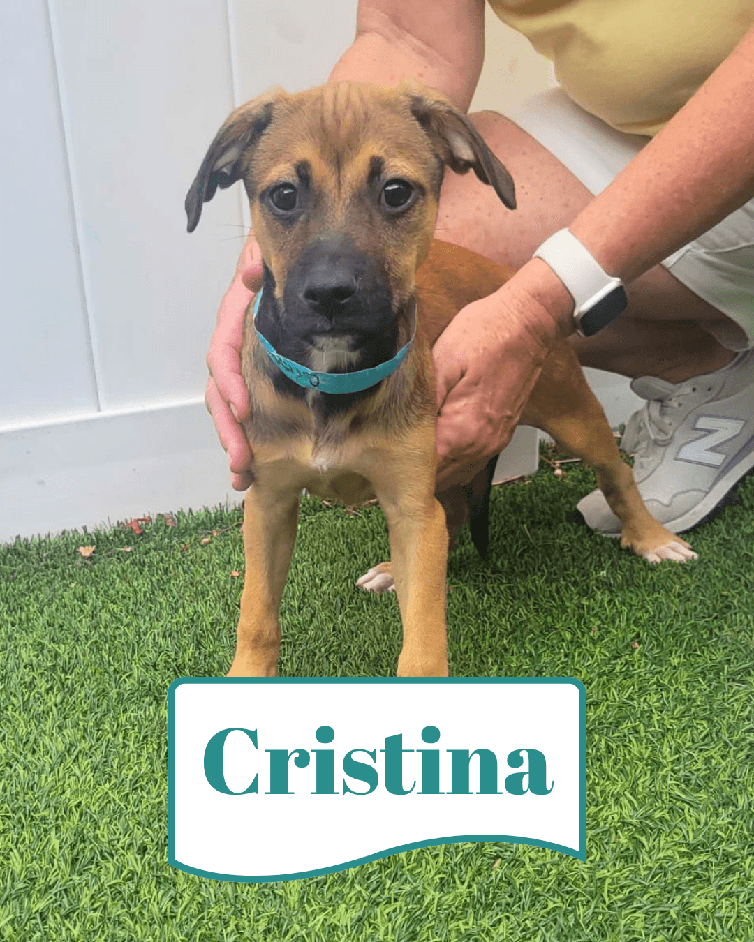 Isabella Pup - Cristina - Dachshund