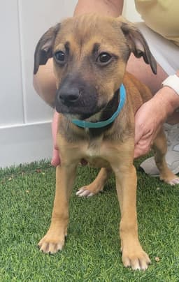 Isabella Pup - Cristina image 3
