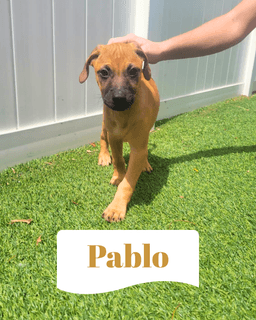 Isabella Pup - Pablo image 1