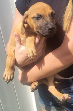 Isabella Pup - Pablo image 2