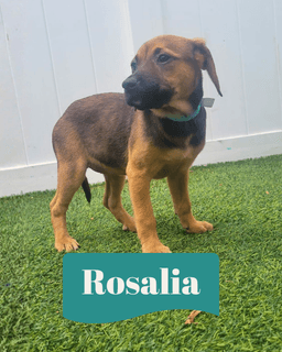 Isabella Pup - Rosalia image 1