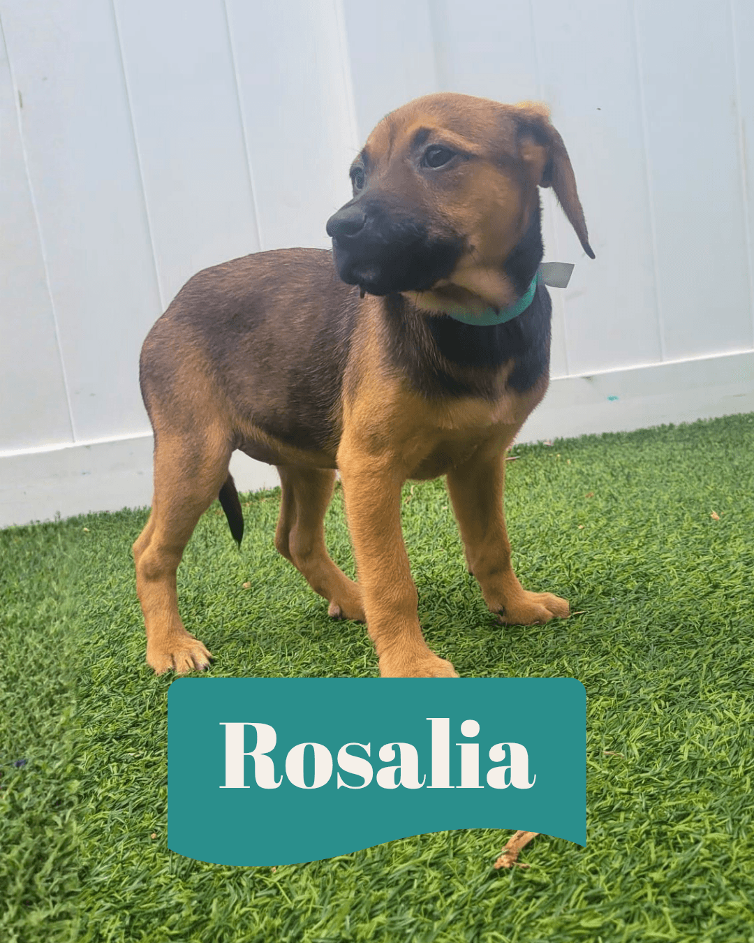 Isabella Pup - Rosalia - Dachshund