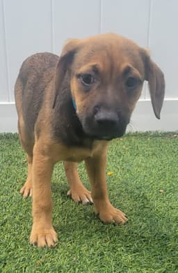 Isabella Pup - Rosalia image 2