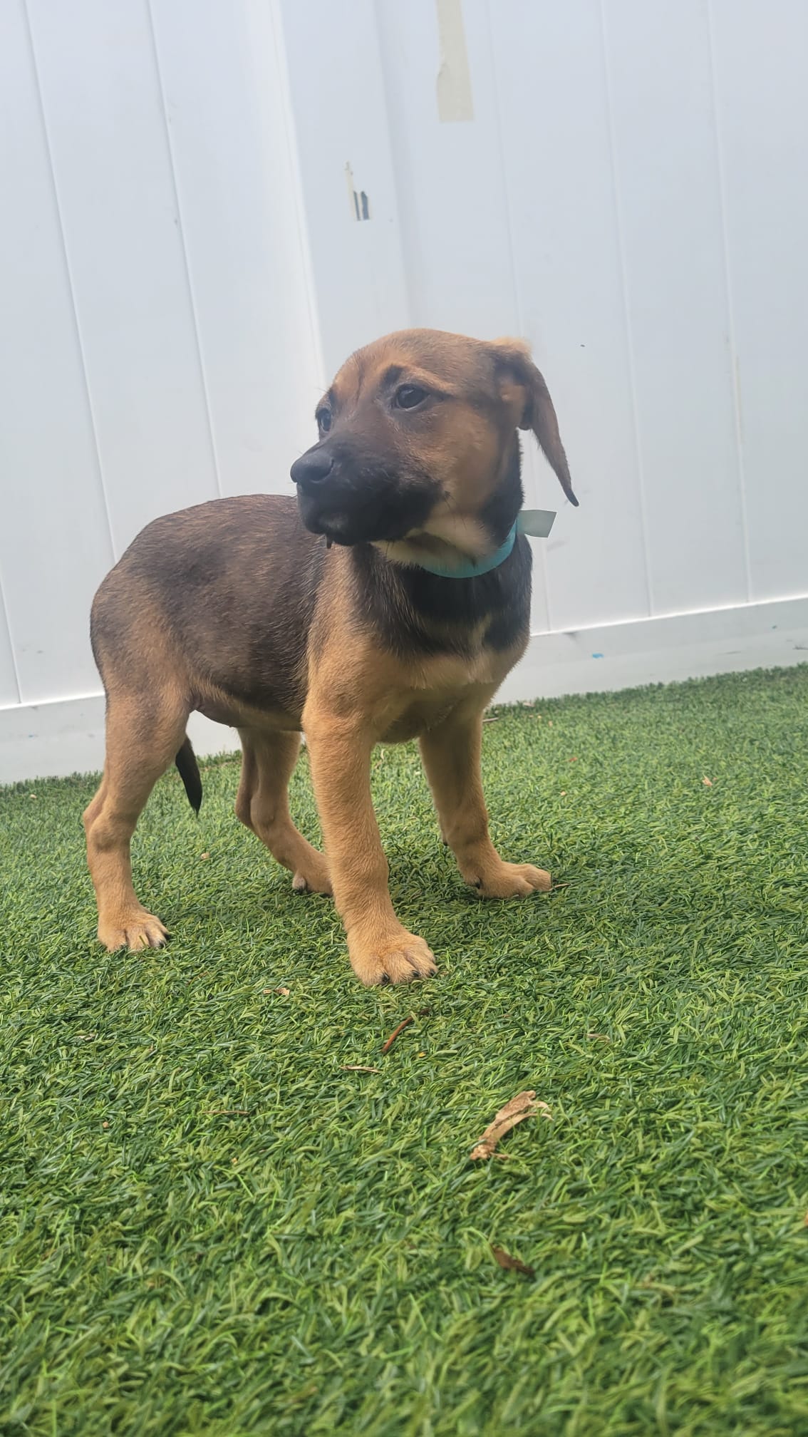 Isabella Pup - Rosalia image 3