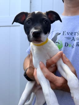Capucine Pup - Lombardi image 1