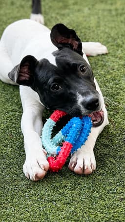 Capucine Pup - Lombardi image 2