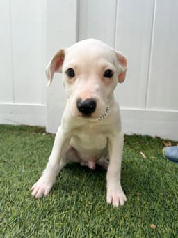 Capucine Pup - Portofino image 3