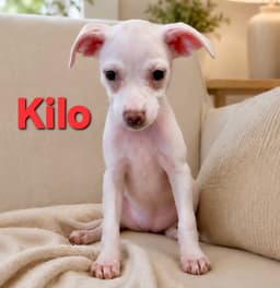 Tiffany Pup -Kilo image 1