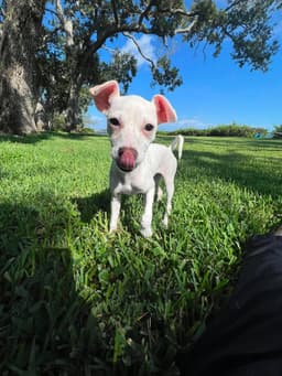 Tiffany Pup -Kilo image 2