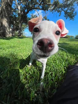 Tiffany Pup -Kilo image 3