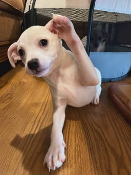 Tiffany Pup -Lima image 1