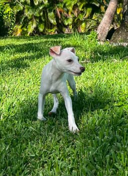 Tiffany Pup -Lima image 4