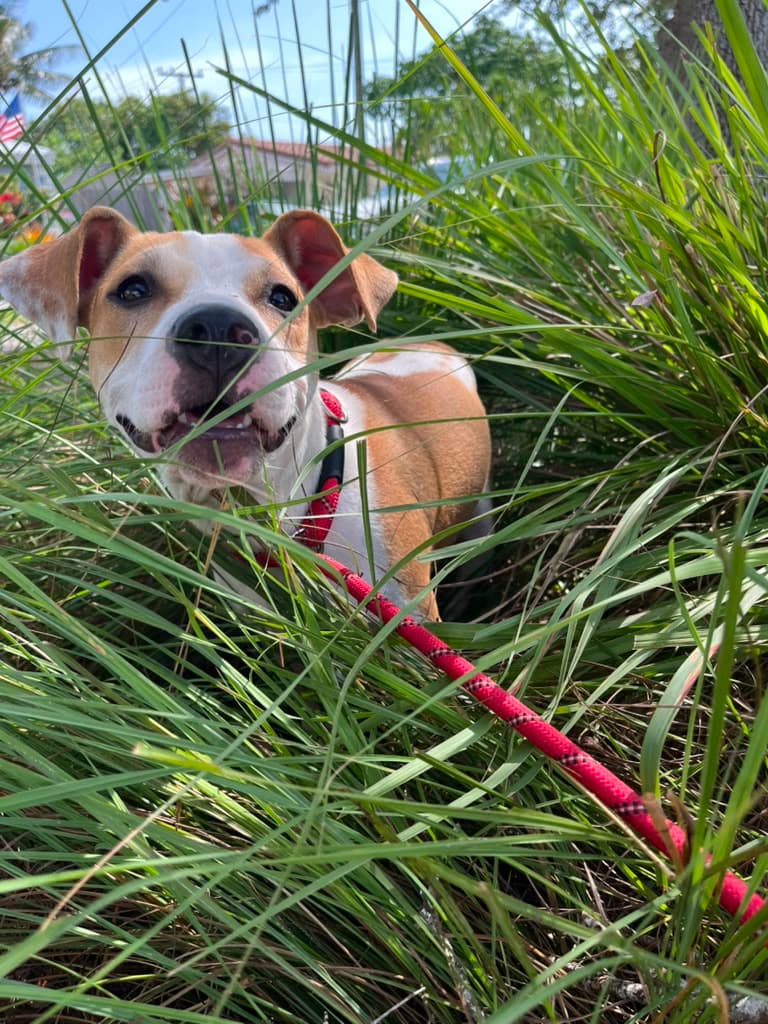Morgan - Terrier