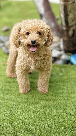 Goldy image 1