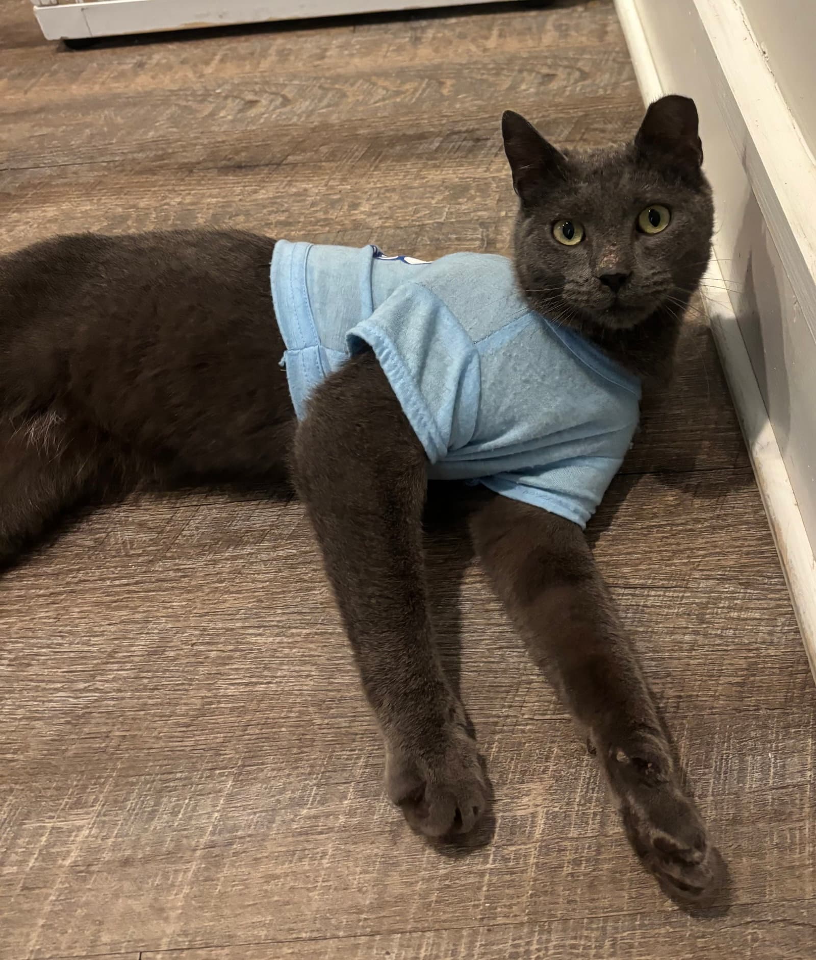 Ac Ash Cat - Domestic Short Hair