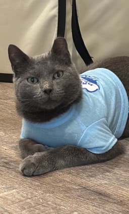 Ac Ash Cat image 2
