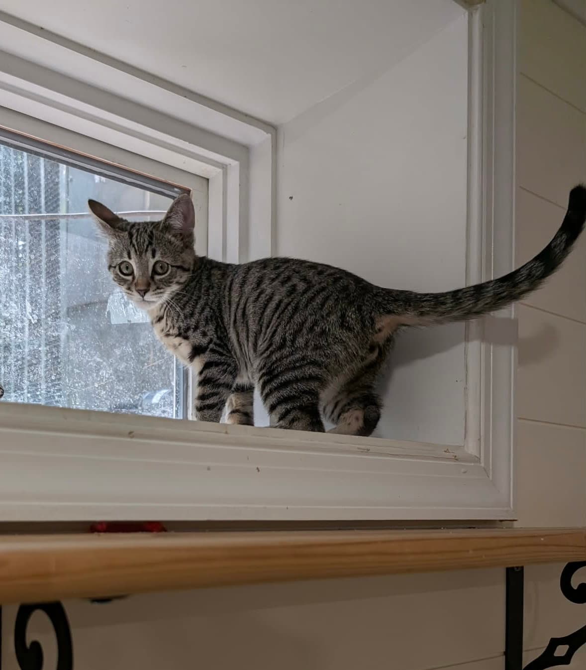 Zeus - Domestic Short Hair