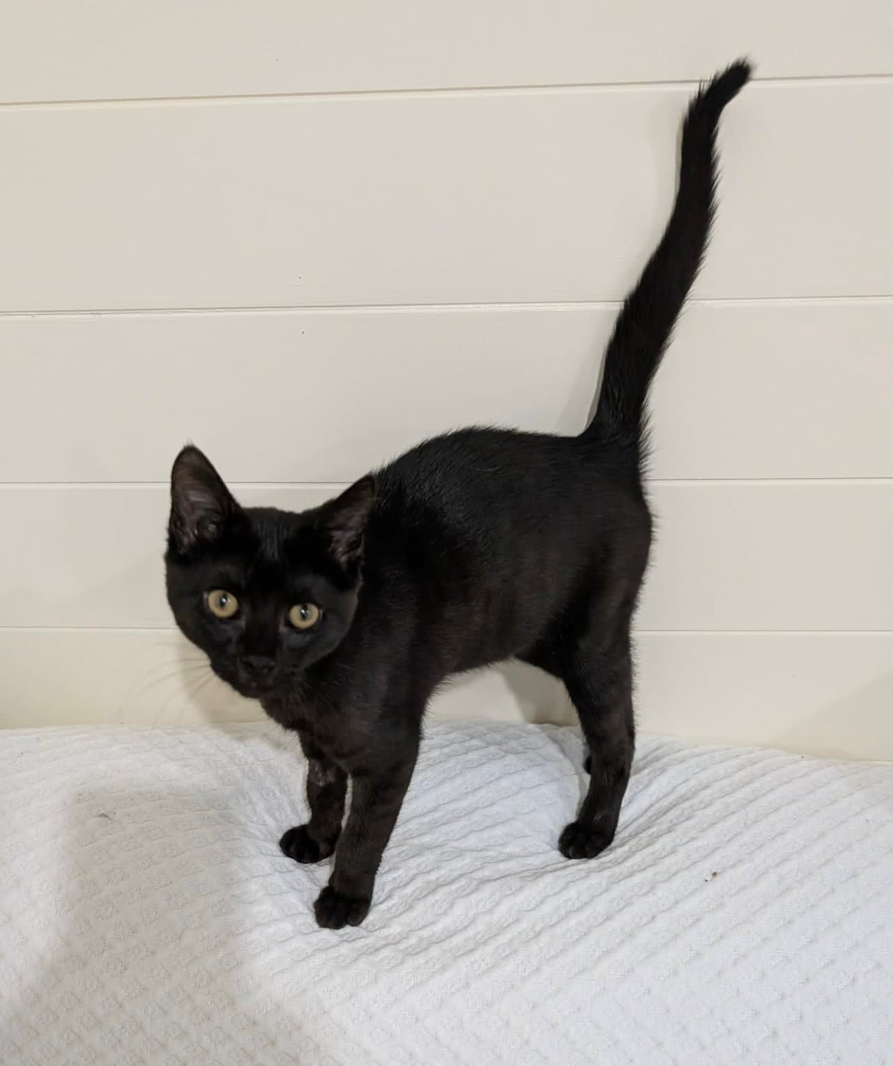 Hades - Domestic Short Hair