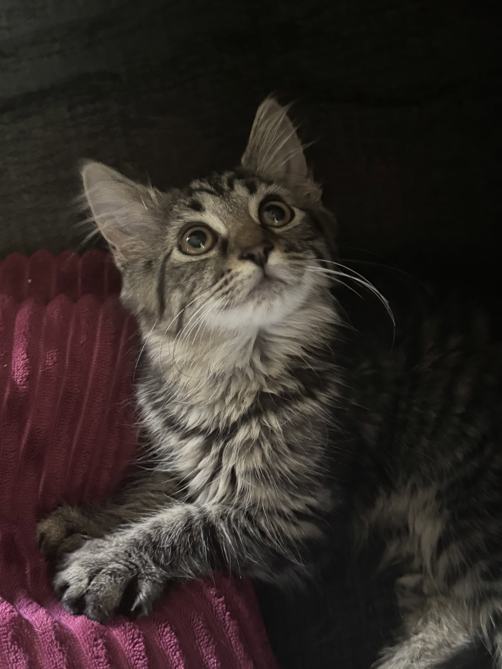 Willow - Domestic Long Hair