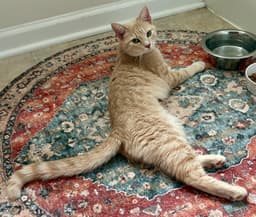 Peaches image 1