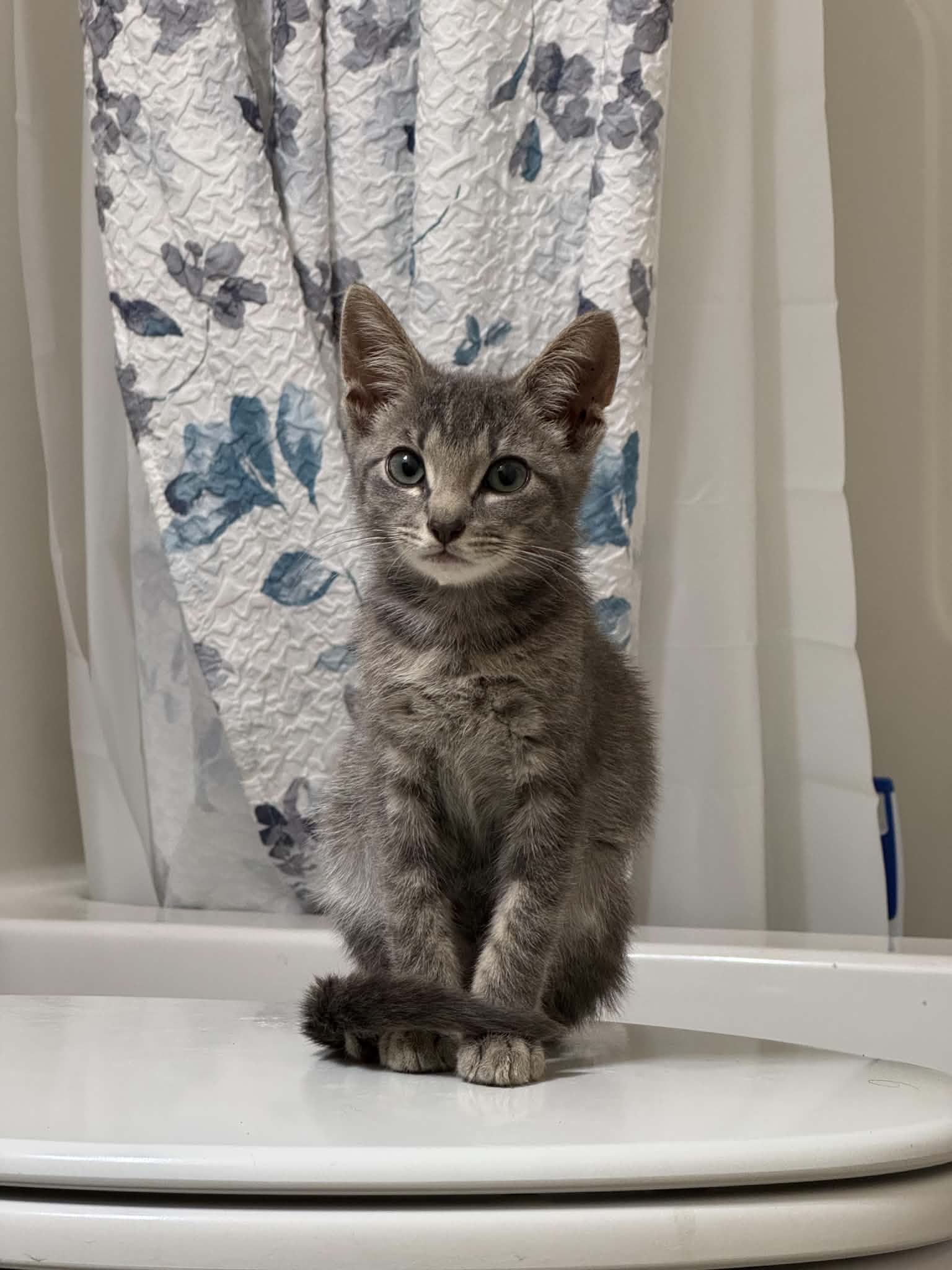 Chip - Domestic Short Hair