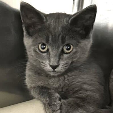 Chulo - Domestic Short Hair