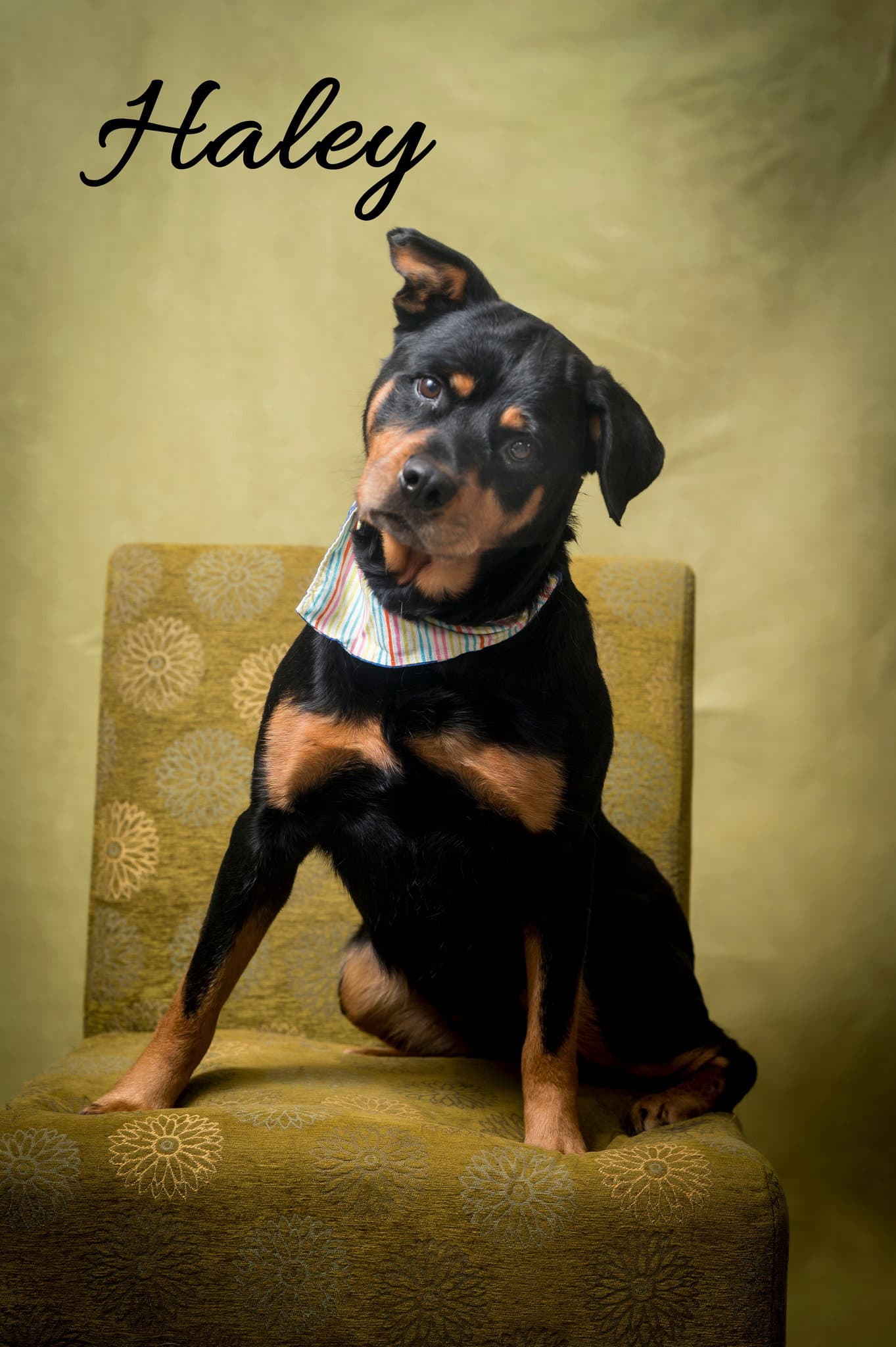 Haley - Rottweiler