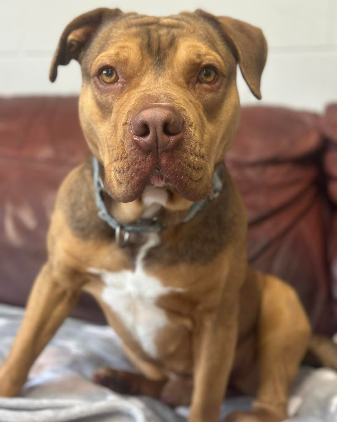 Igor - Terrier