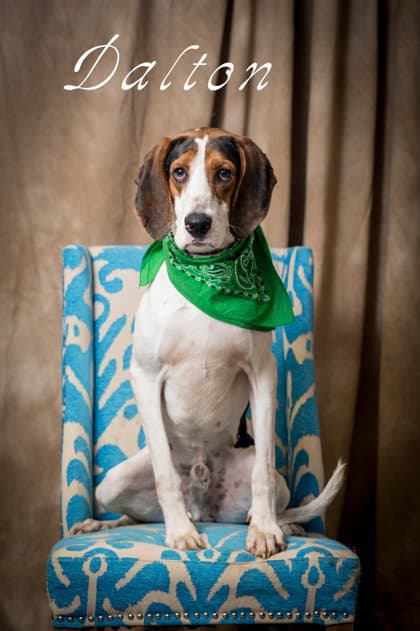Dalton - Hound