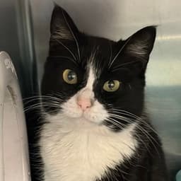 Duchess Meowington image 3
