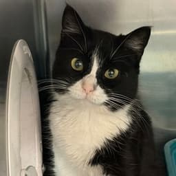 Duchess Meowington image 4