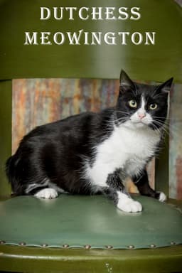 Duchess Meowington image 1