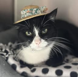 Duchess Meowington image 2