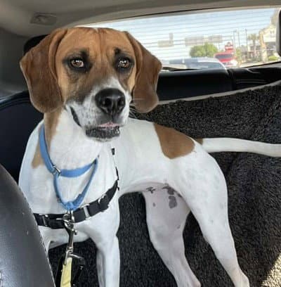 Emily - Hound