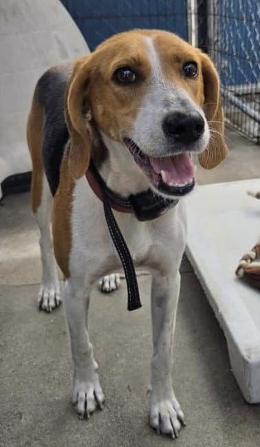Lilah - Hound