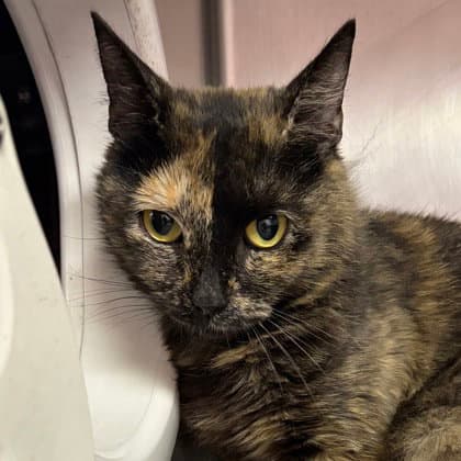 Hallie - Domestic Short Hair