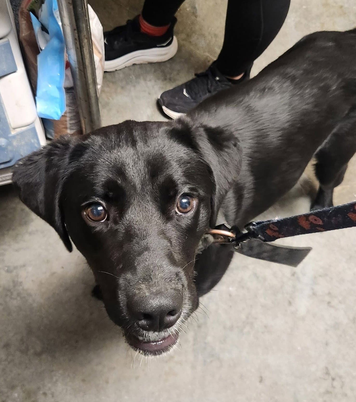 Ethan - Labrador Retriever