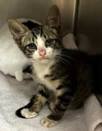 Stewie - Domestic Short Hair