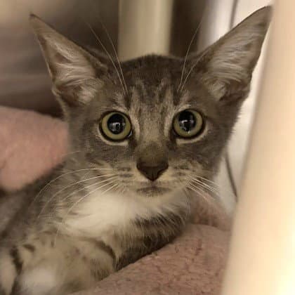 Dobbie - Domestic Short Hair