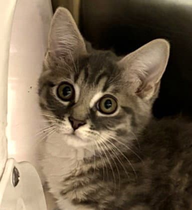 Sylvia - Domestic Short Hair